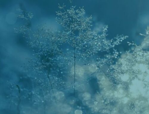 Powerful Weather System Triggers Severe Cold Wave; Heavy Snowfall in Northern Areas, Rain Across Sindh, Punjab, Khyber, Kashmir, Gilgit, and Balochistan