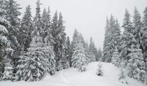 No extremely cold winter