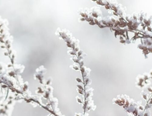 A new series of snowfall has started in the SWAT regions. Travelers have turned towards beautiful conversations.